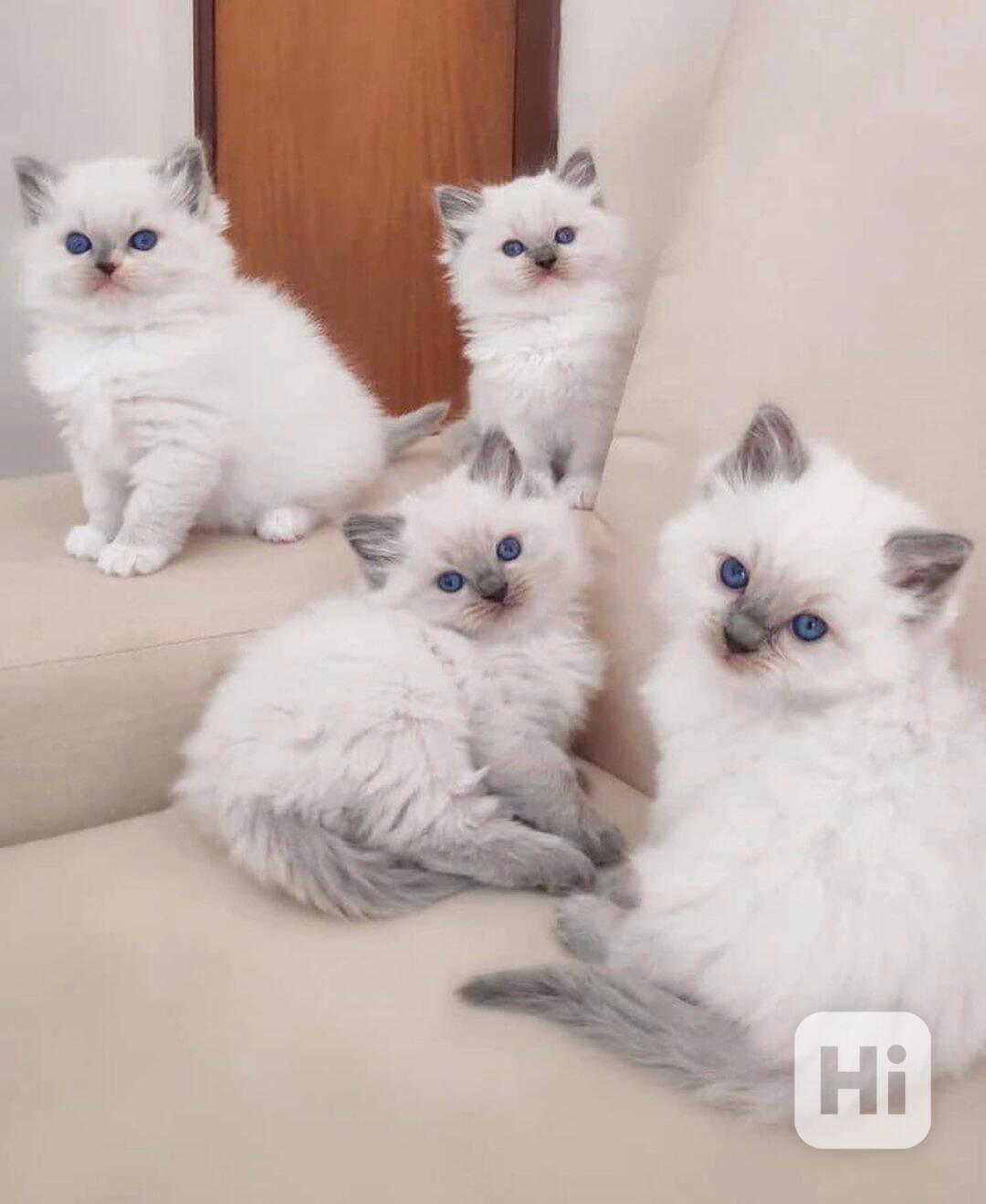 Krásná koťátka plemene Ragdoll - foto 1