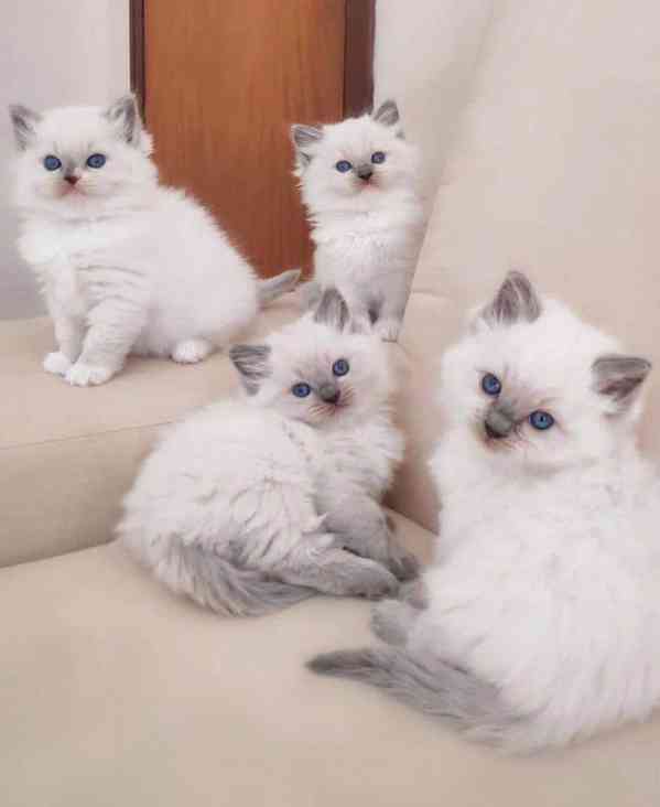 Krásná koťátka plemene Ragdoll - foto 1