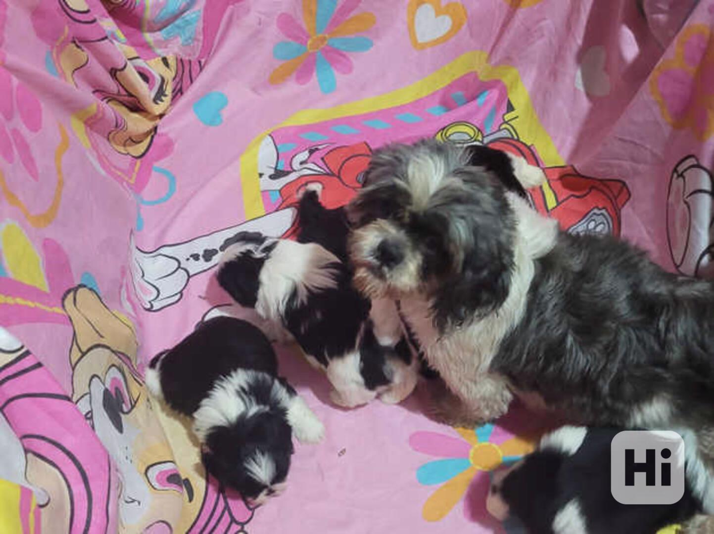  Rozkošná štěňata Shih Tzu připravená na své trvalé domovy - foto 1