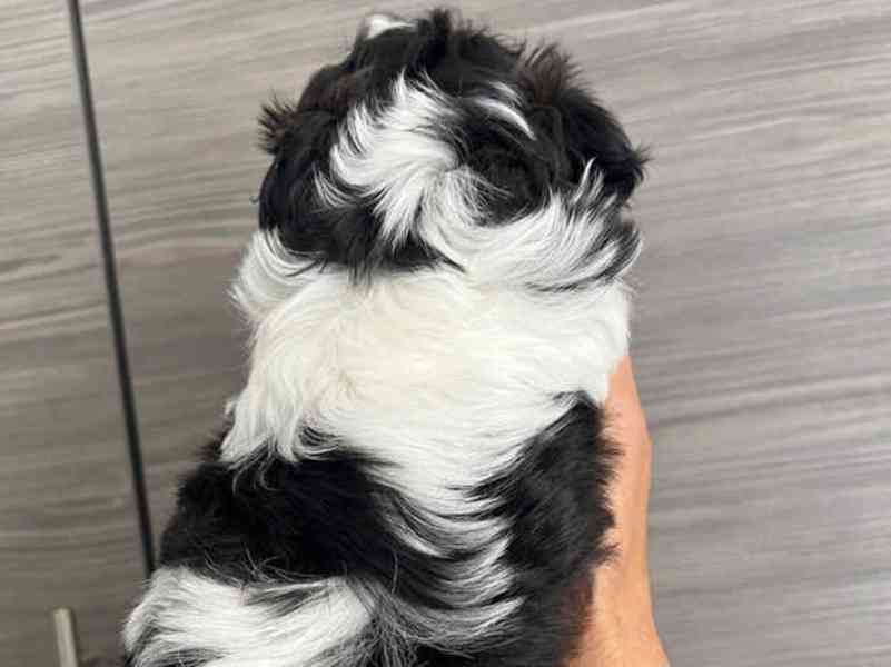  Rozkošná štěňata Shih Tzu připravená na své trvalé domovy - foto 2