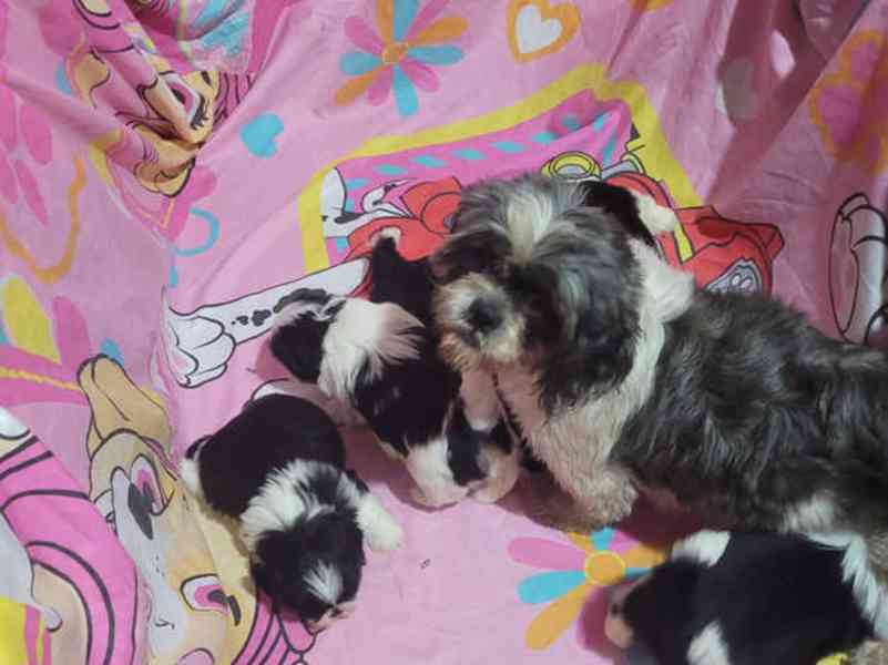 Rozkošná štěňata Shih Tzu připravená na své trvalé domovy - foto 1