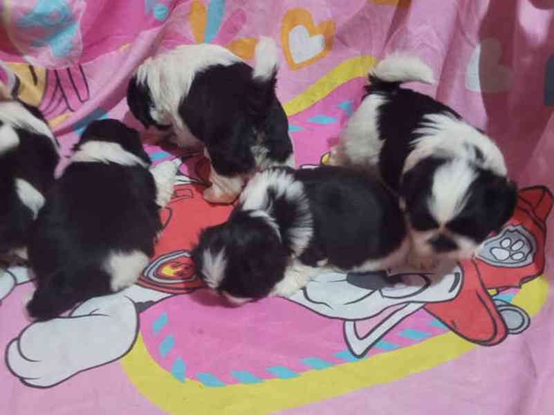  Rozkošná štěňata Shih Tzu připravená na své trvalé domovy - foto 4