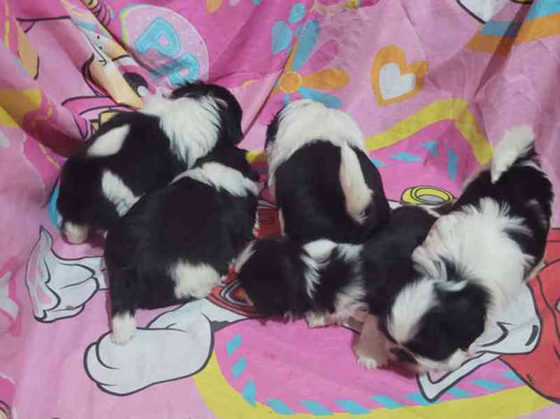  Rozkošná štěňata Shih Tzu připravená na své trvalé domovy - foto 3