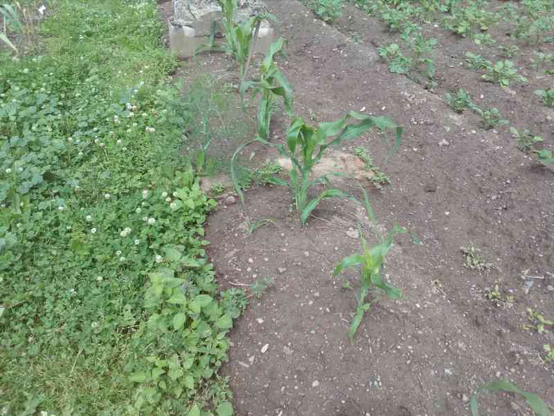 Pukancová kukuřice(vlastní popcorn) semínka 3 druhy - foto 5