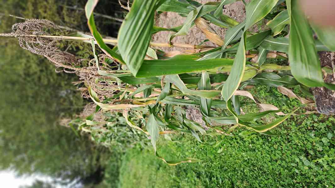 Pukancová kukuřice(vlastní popcorn) semínka 3 druhy - foto 2