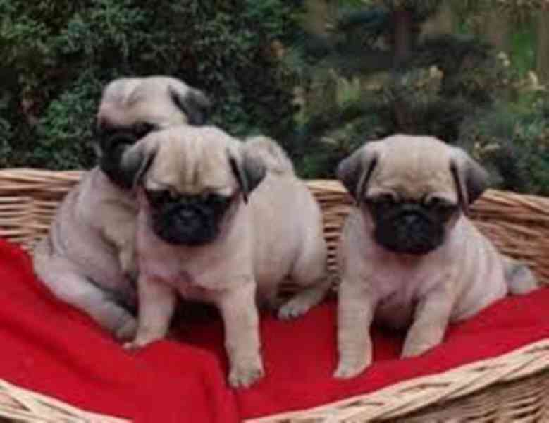 štěňata mopse k adopci - foto 1