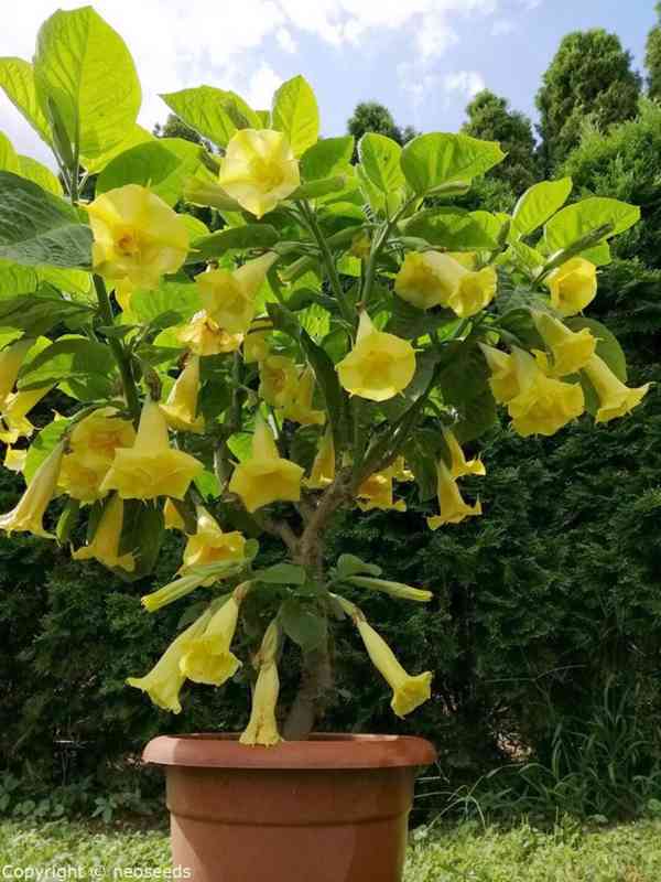 řízek Brugmansia Goldface - Andělská trumpeta