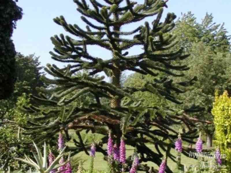 Araucaria Araucana - naklíčená semena - foto 1