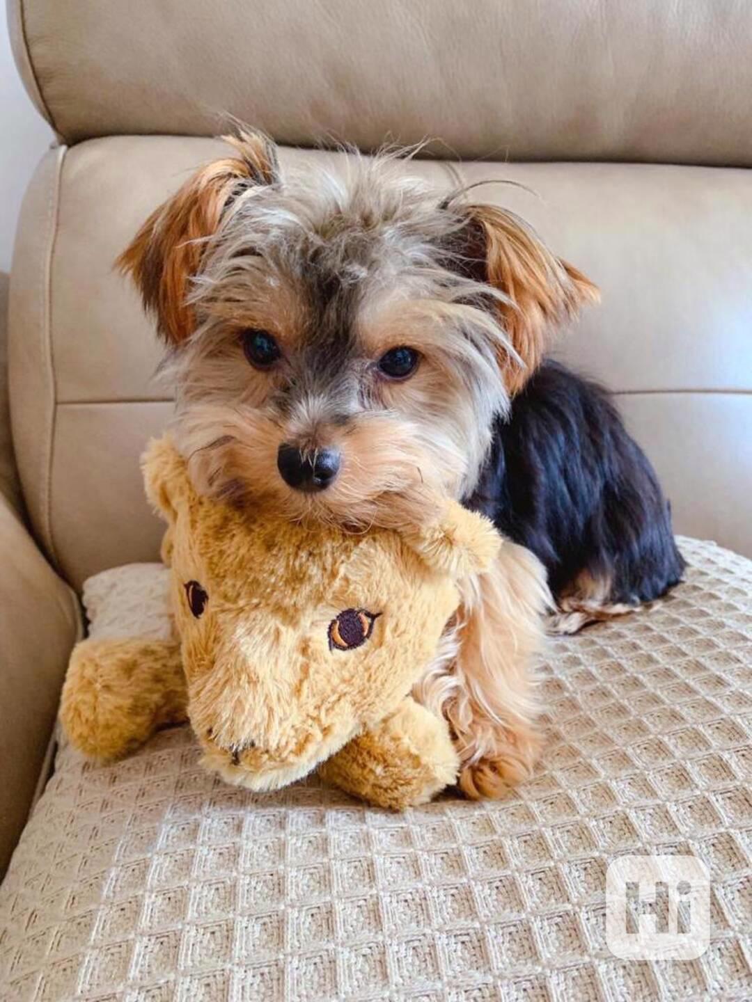Štěňata jorkšírského teriéra Teacup na prodej - foto 1