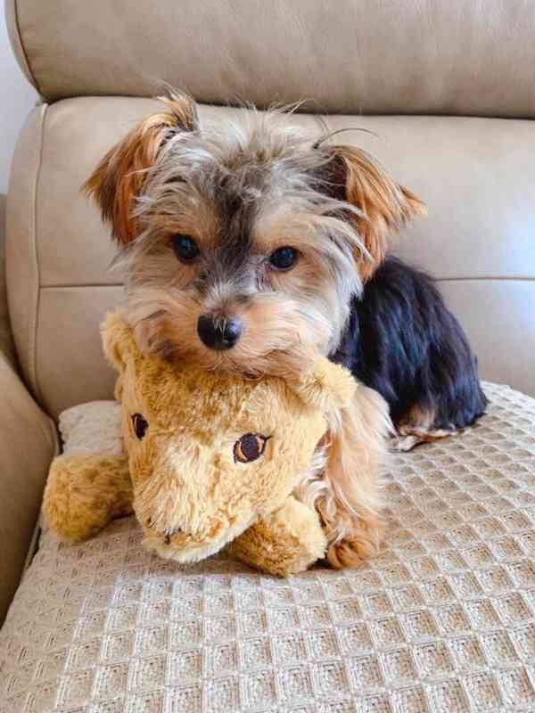 Štěňata jorkšírského teriéra Teacup na prodej - foto 1