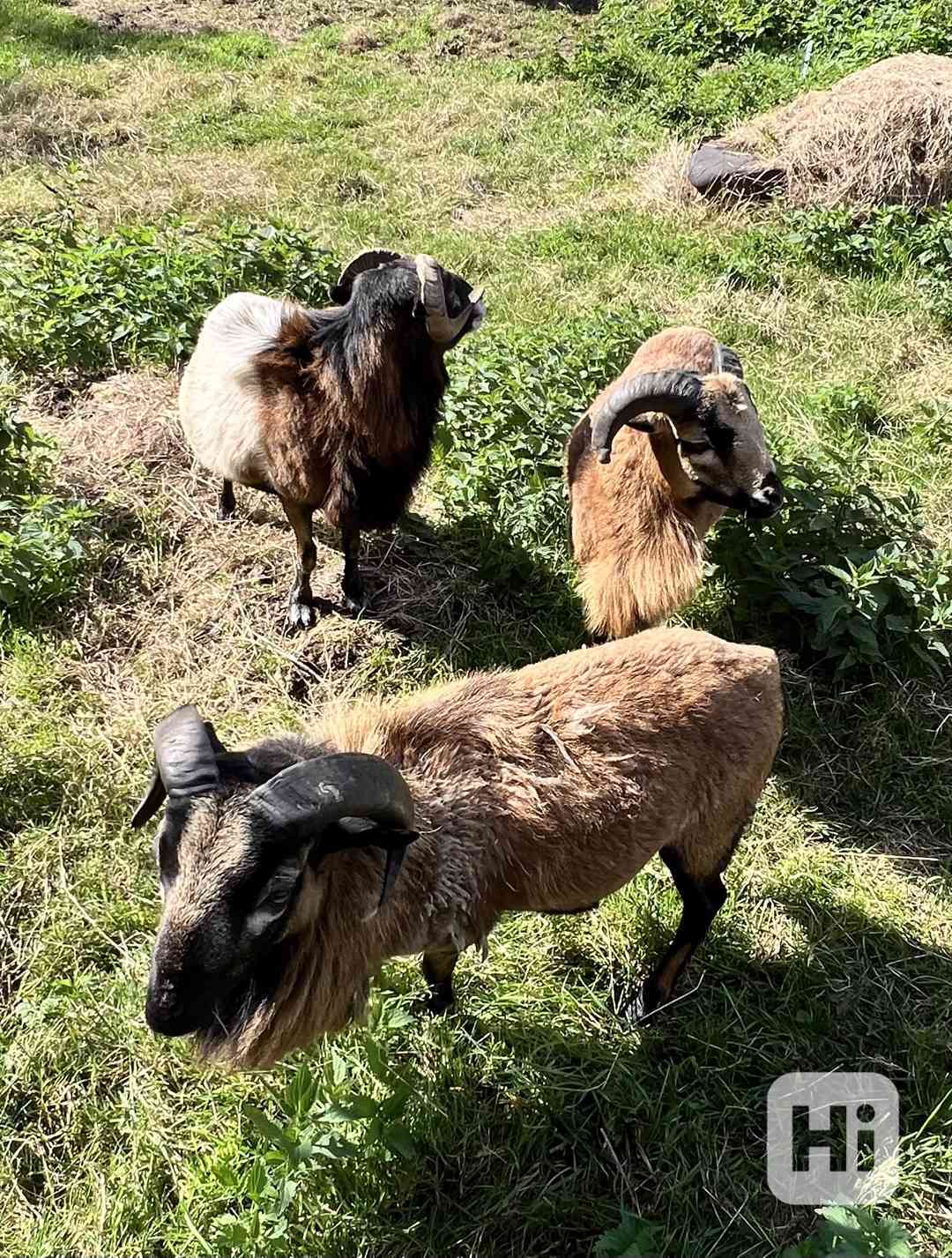 Tři kamerunští berani - foto 1