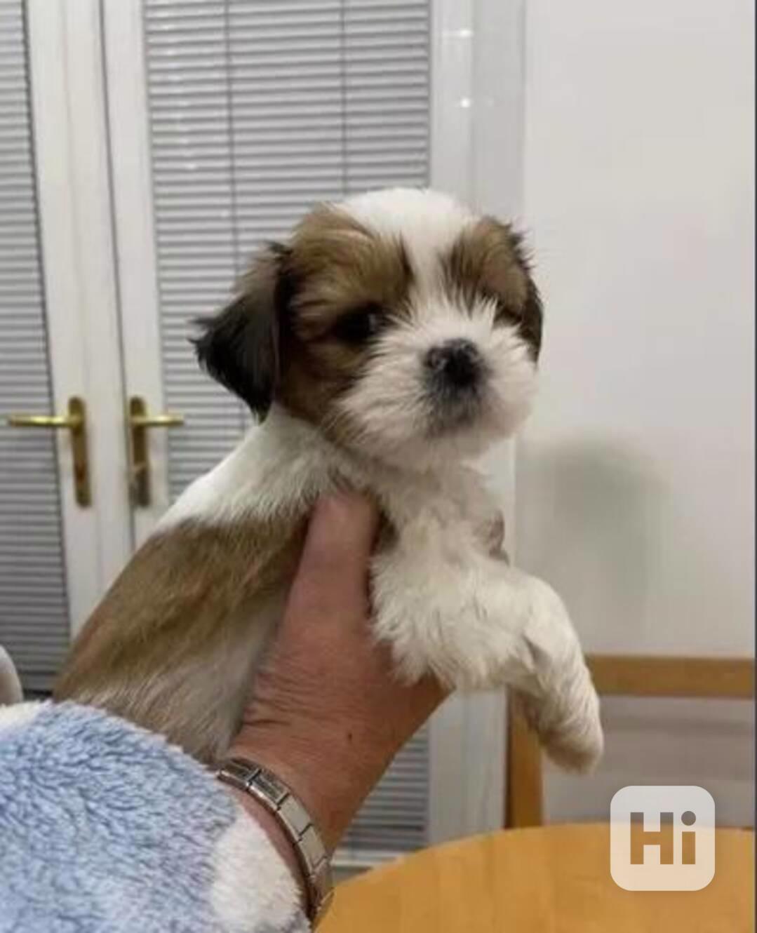 Štěňata Lhasa Apso - foto 1