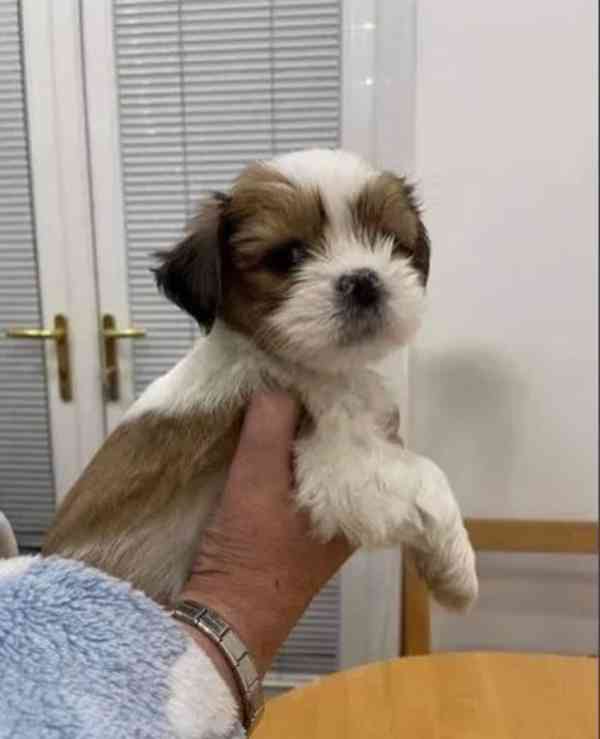 Štěňata Lhasa Apso - foto 1