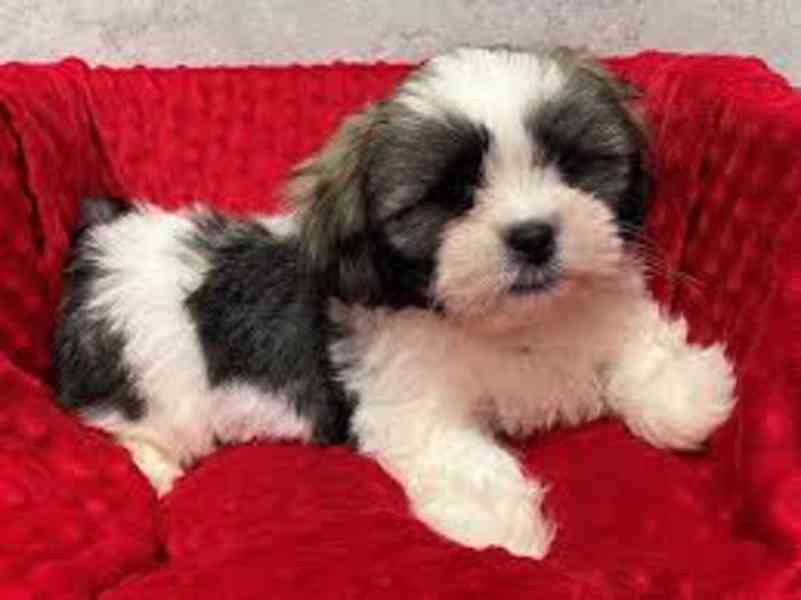 Štěňata Lhasa Apso - foto 2