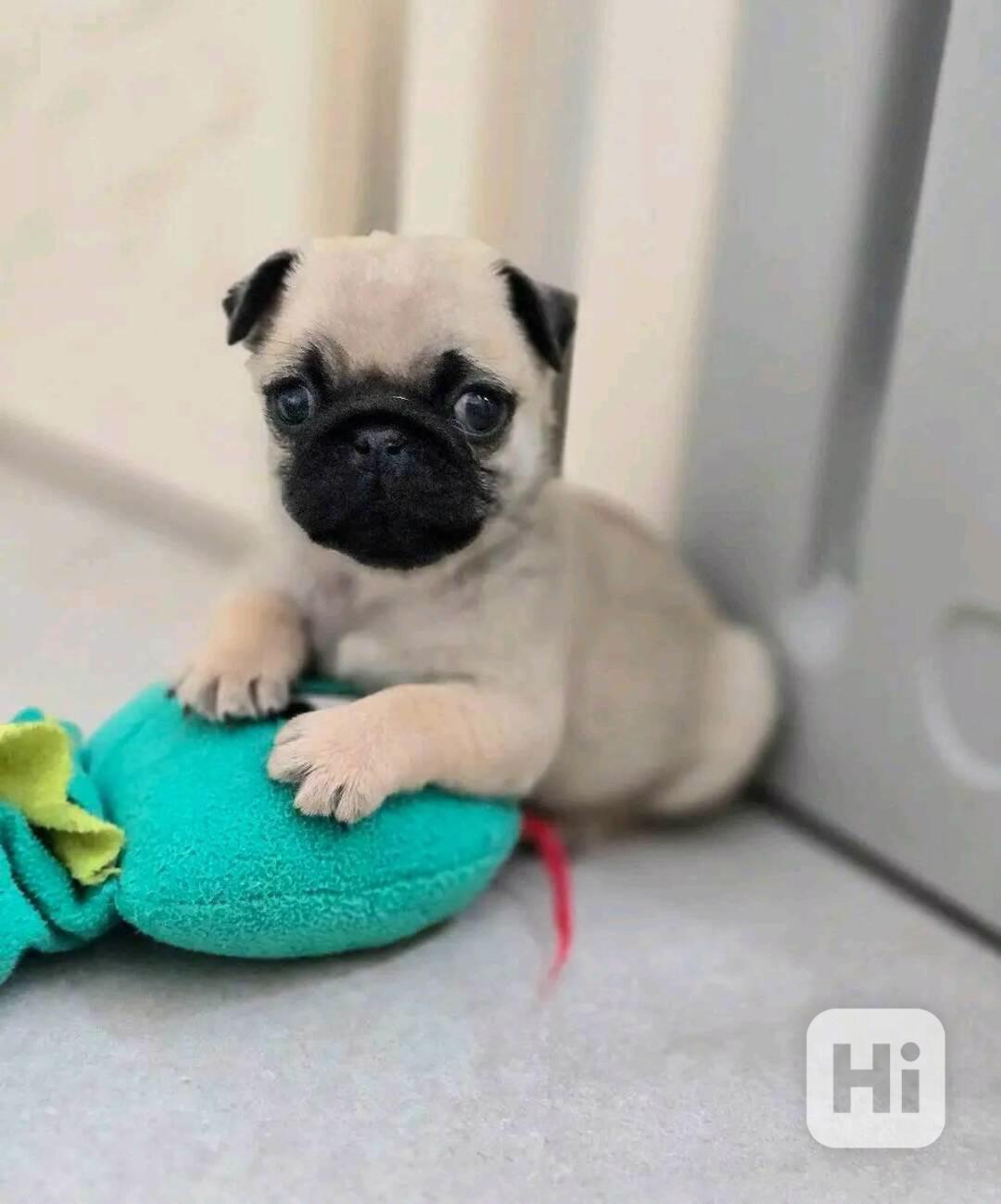 Okouzlující štěňata MOPSE k adopci - foto 1