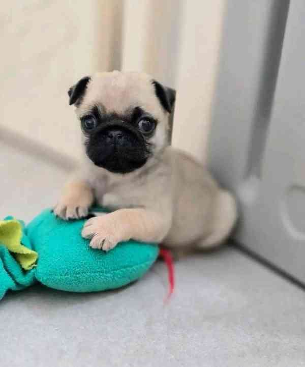 Okouzlující štěňata MOPSE k adopci - foto 1