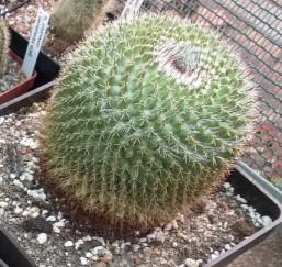 Prodám kaktusy - foto 6