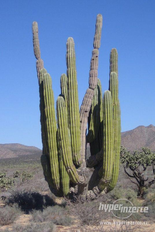 kaktusy Pachycereus pringlei  - semena - foto 1