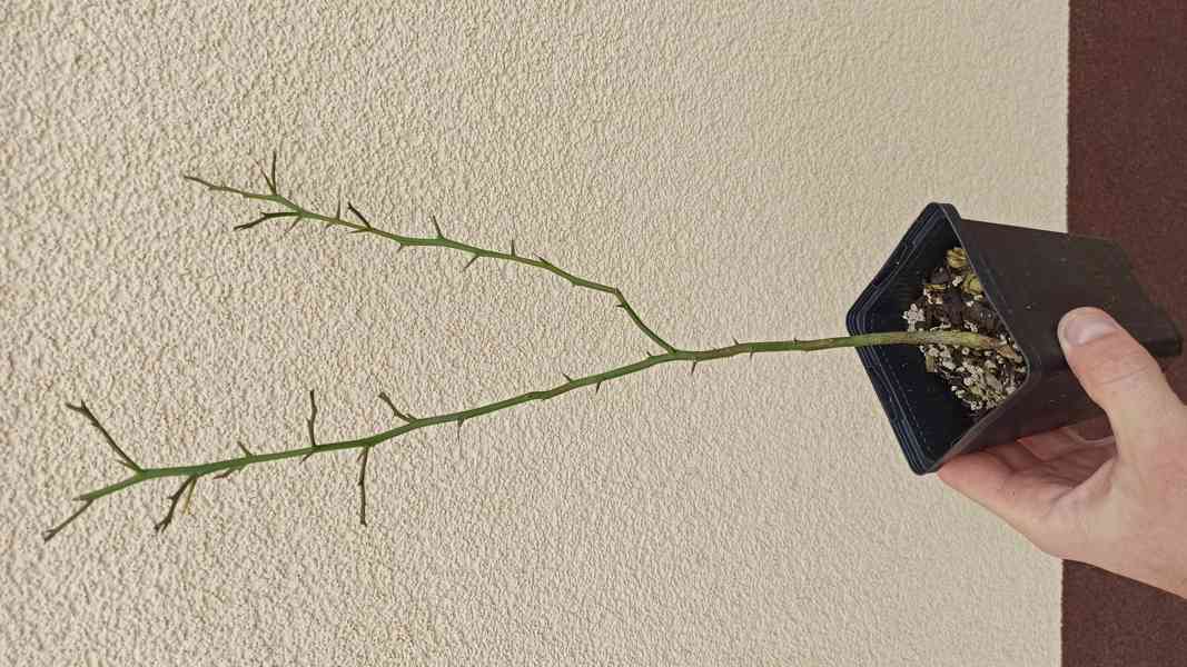 Citronečník trojlistý (Poncirus trifoliata) -45 cm - foto 2