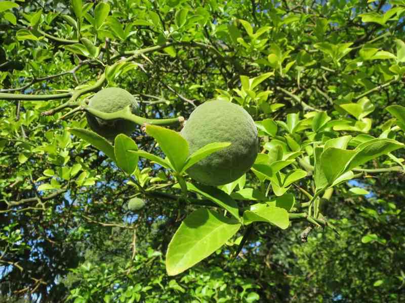 Citronečník trojlistý (Poncirus trifoliata) -45 cm - foto 1