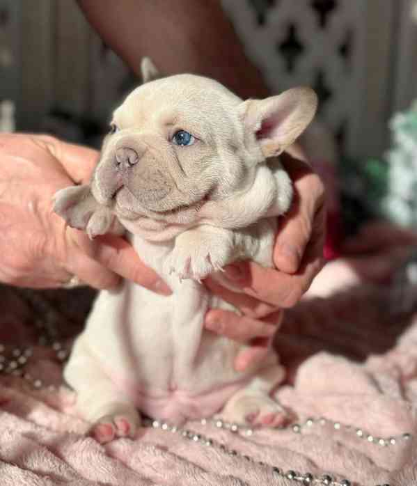 5 krásných štěňat francouzského buldočka. - foto 6
