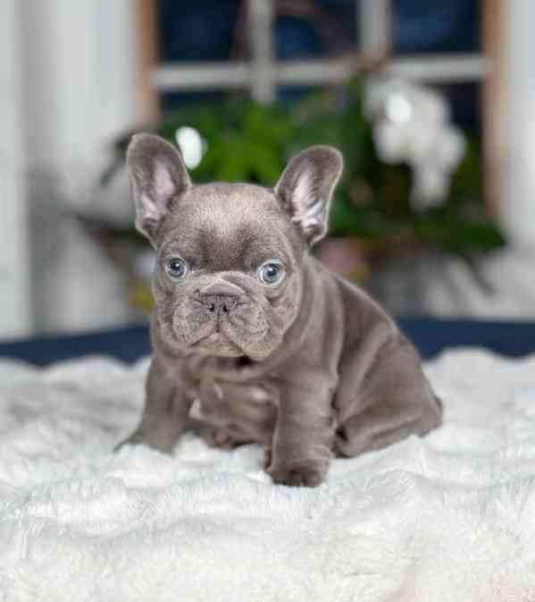 5 krásných štěňat francouzského buldočka. - foto 3