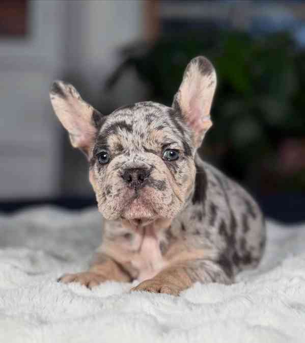 5 krásných štěňat francouzského buldočka. - foto 5