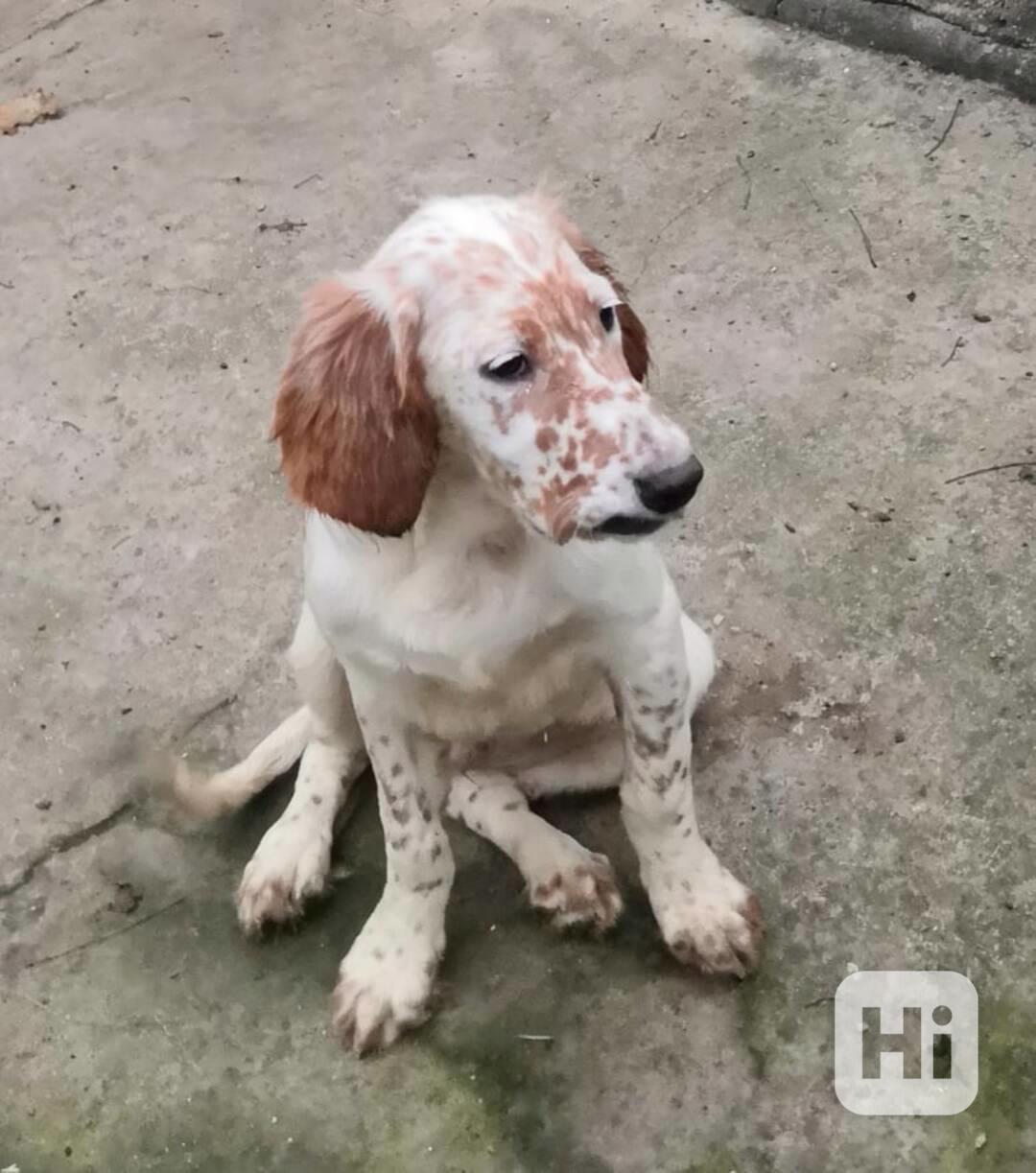 Štěňata Anglického setra  - foto 1