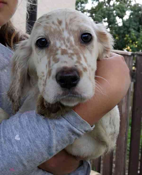 Štěňata Anglického setra  - foto 4