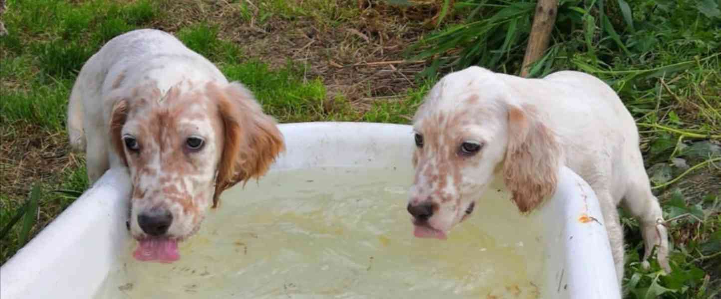 Štěňata Anglického setra  - foto 3