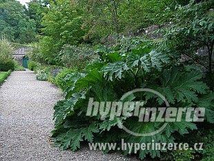Gunnera - foto 1