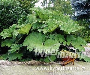 Gunnera - foto 2