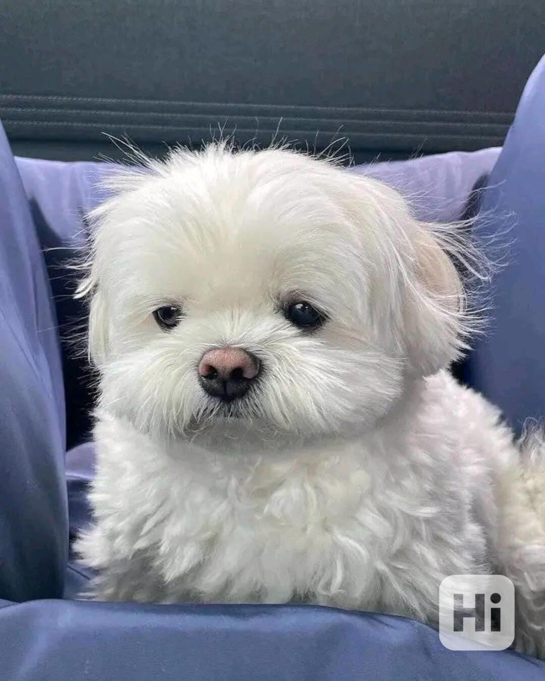 Maltese Puppy - foto 1