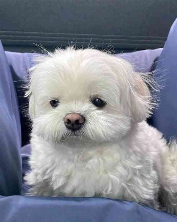Maltese Puppy - foto 1