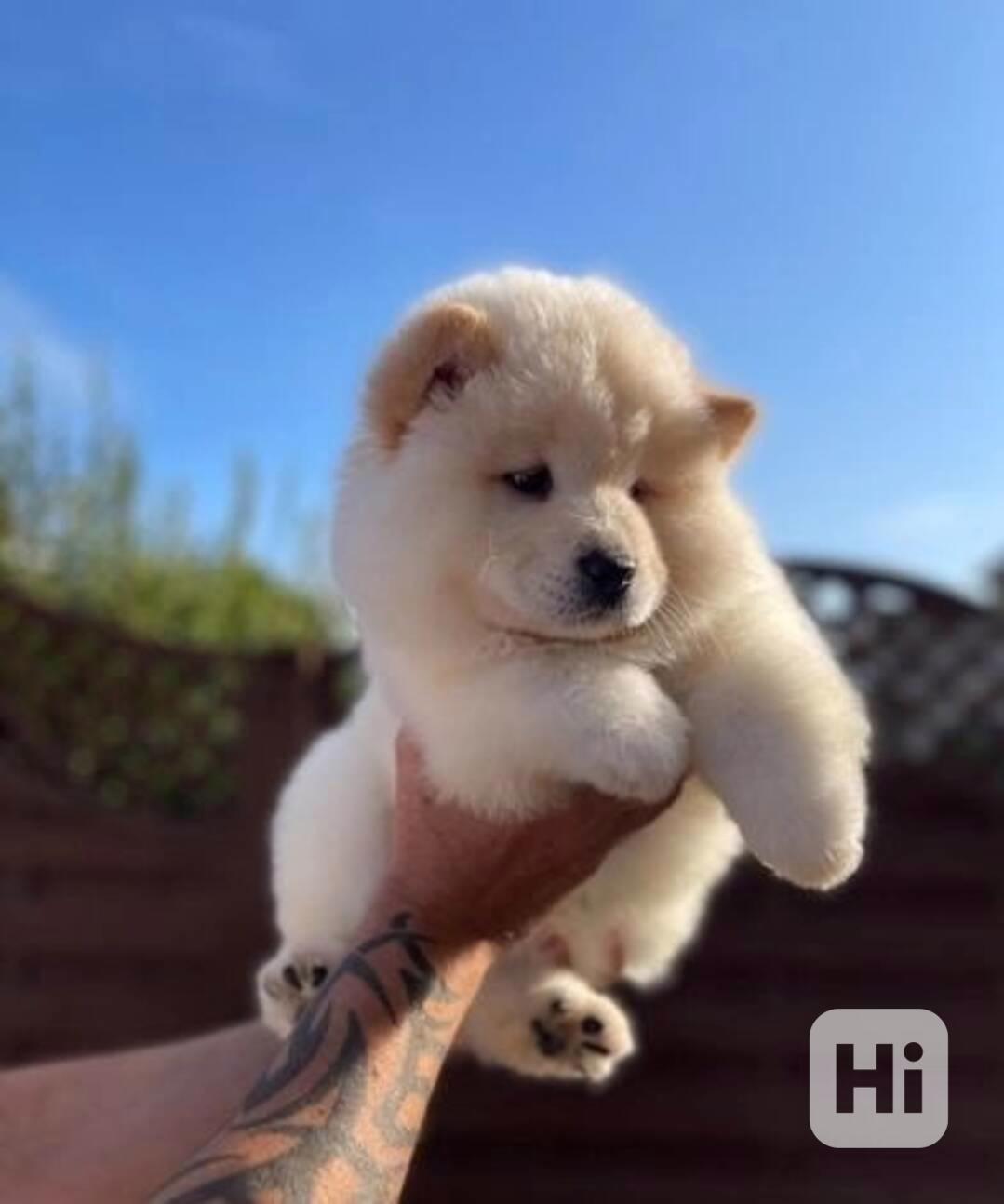 Okouzlující štěňata čau-čau jsou ihned k dispozici - foto 1