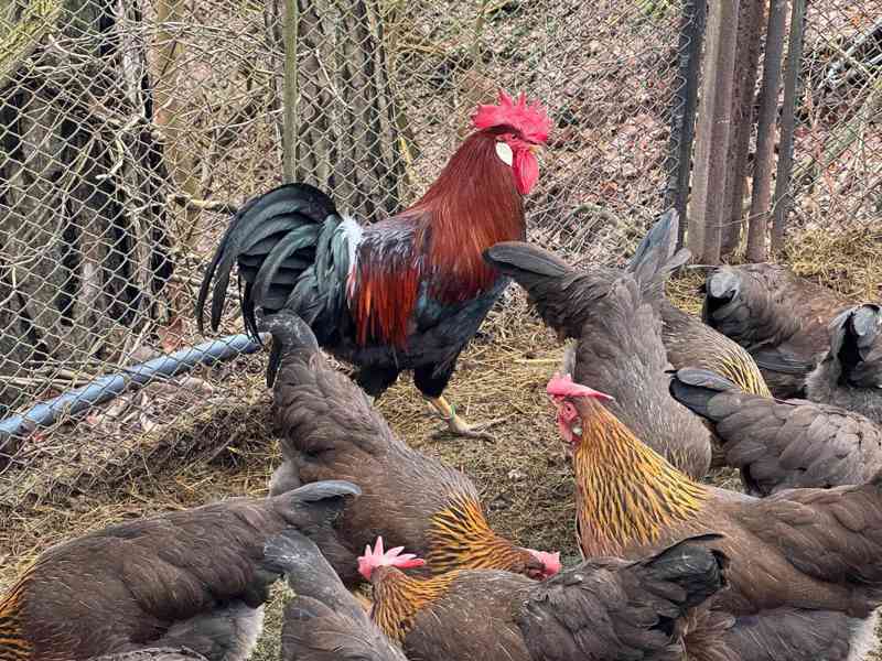 Vlaška koroptví - celý chovný kmen - foto 2