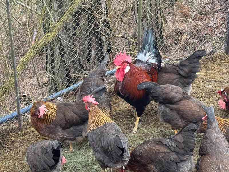 Vlaška koroptví - celý chovný kmen - foto 3