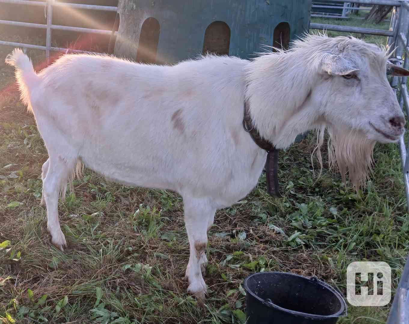 Prodám plemenného chovného kozla - plemene bílý kratkosrstý, - foto 1
