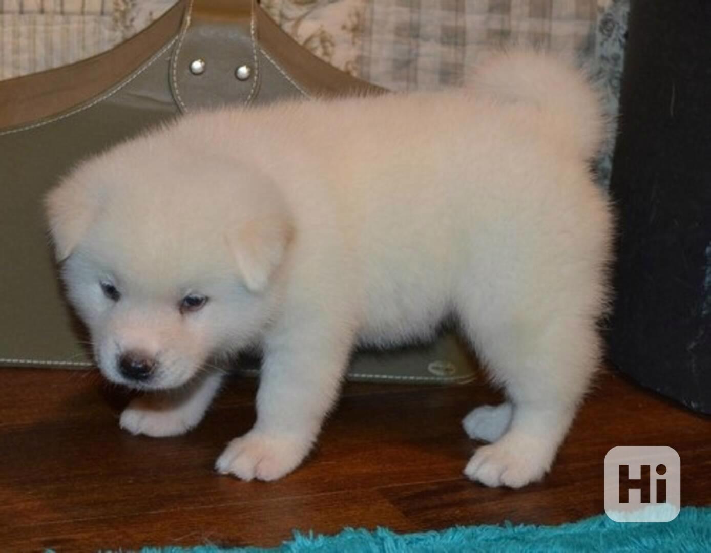 Štěňata japonské akity PŘIPRAVENO! - foto 1