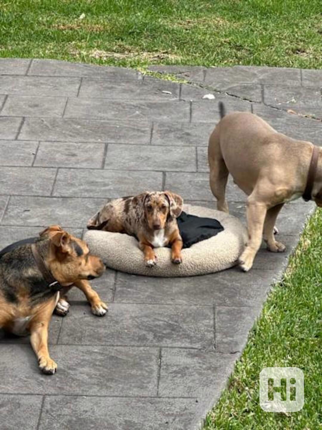 dogs - foto 1
