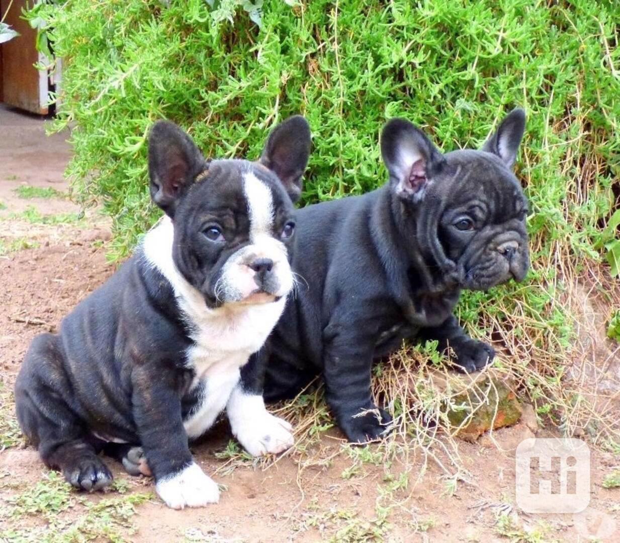 štěňata francouzského buldočka - foto 1