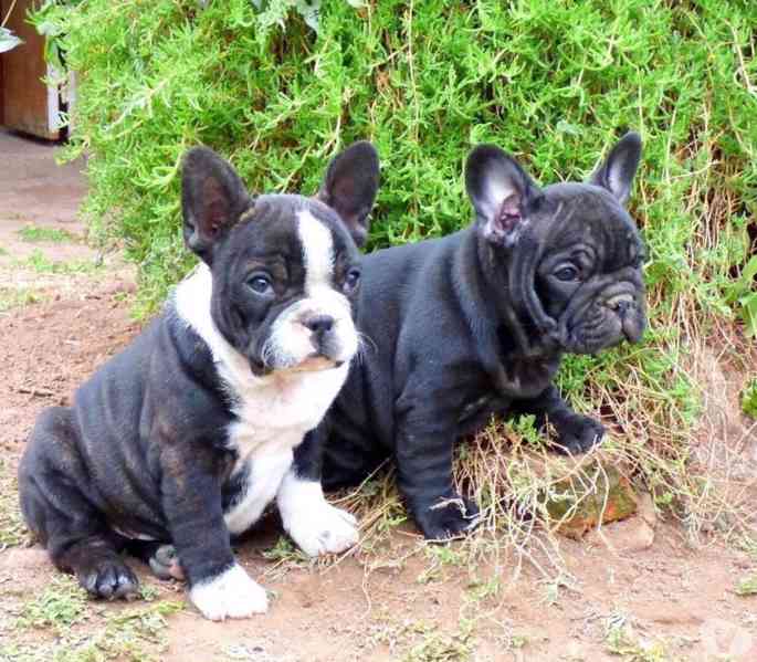 štěňata francouzského buldočka - foto 1