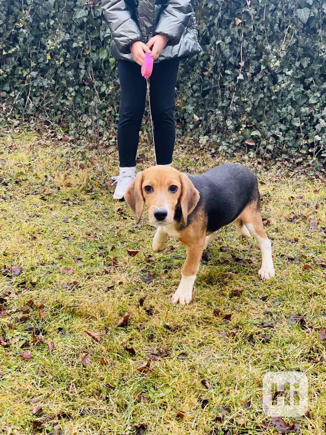 Bígl , Beagle Fenečka  - foto 1