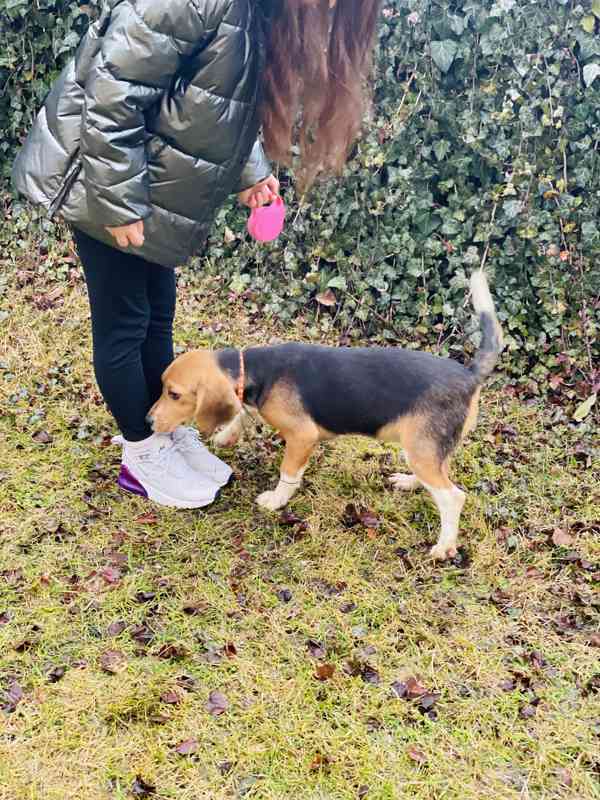 Bígl , Beagle Fenečka  - foto 2