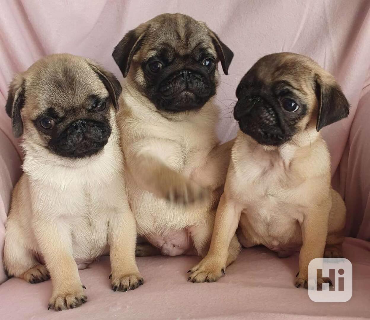 Mopslík - prodáme štěňátka bez pp - foto 1