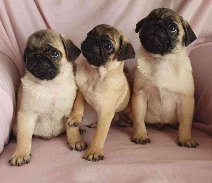 Mopslík - prodáme štěňátka bez pp - foto 3