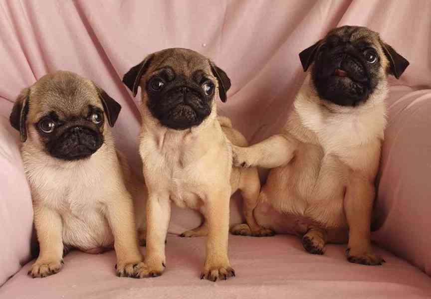 Mopslík - prodáme štěňátka bez pp - foto 4