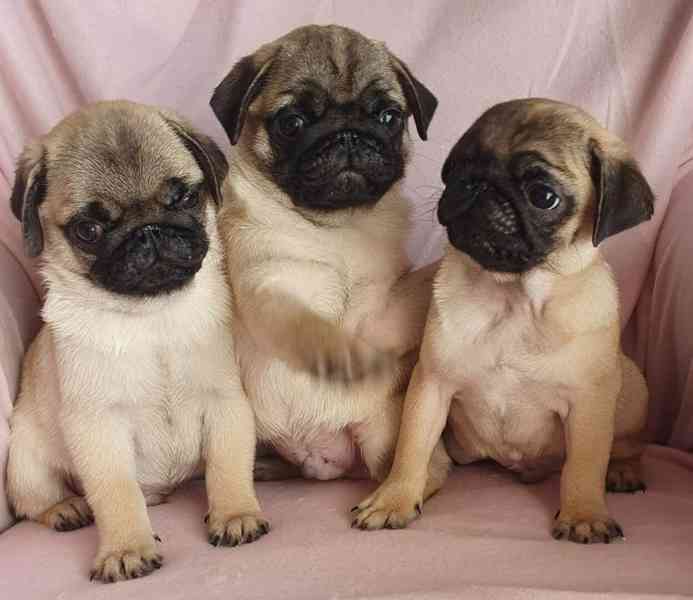 Mopslík - prodáme štěňátka bez pp - foto 1