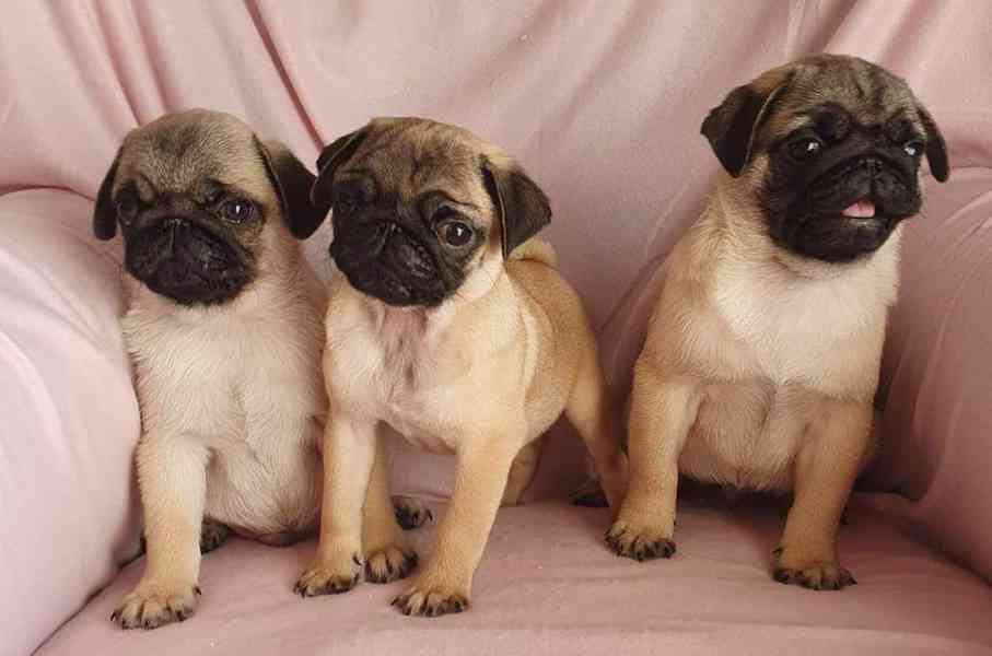 Mopslík - prodáme štěňátka bez pp - foto 2