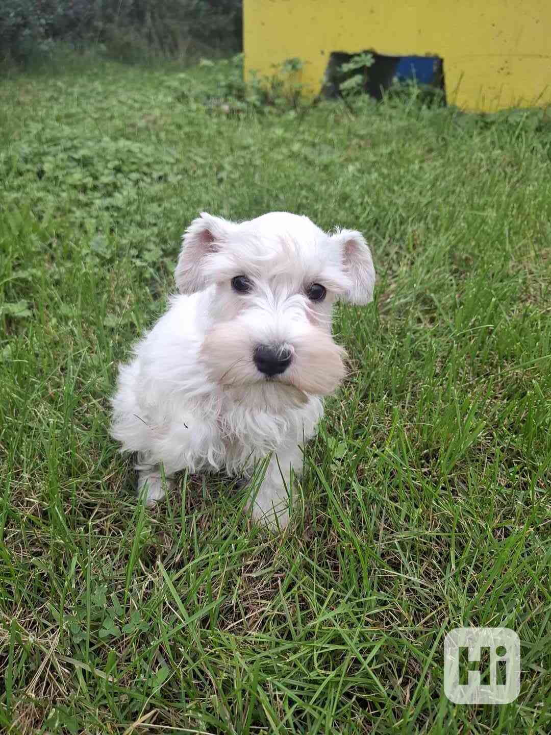 štěňata  - foto 1